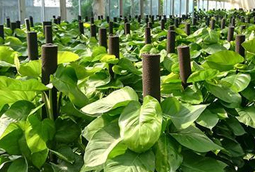 選擇綠色植物租賃有什么好處？