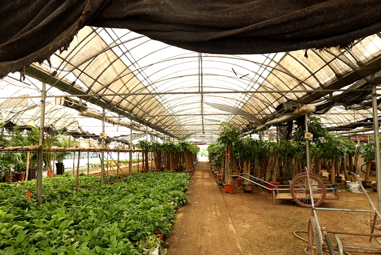 潤和花木育苗基地
